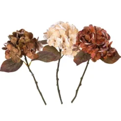 Hortensia gren