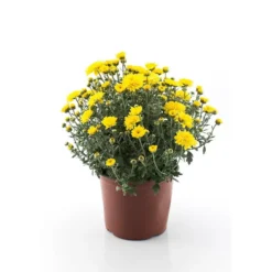 Krysantemum