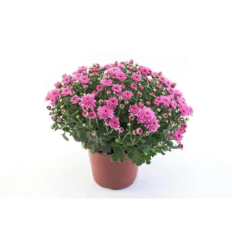 Krysantemum