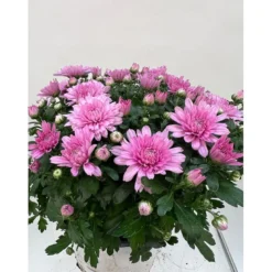 Krysanthemum