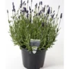 Lavendel