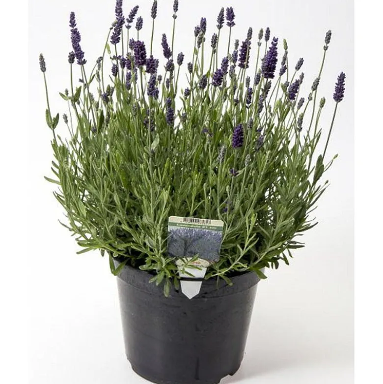 Lavendel