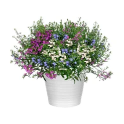 Lobelia