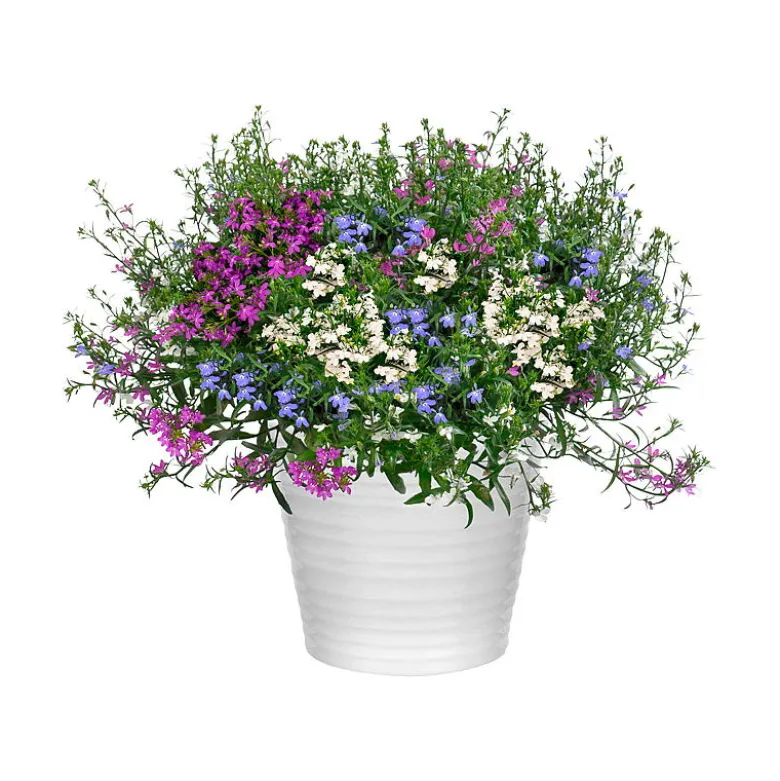 Lobelia