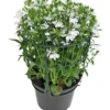 Lobelia