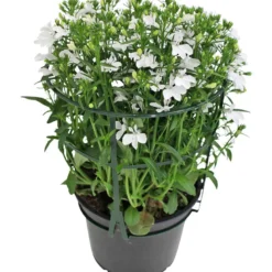 Lobelia