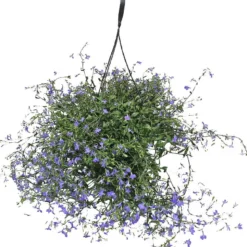 Lobelia, ampel