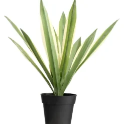 Maguey