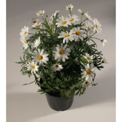 Margeritt hvit