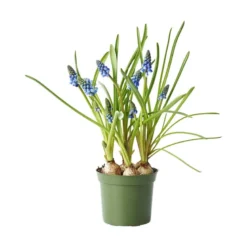 Perleblomst
