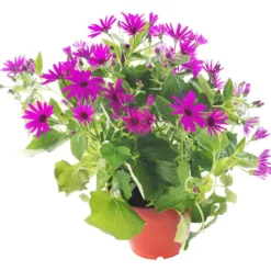 Senetti