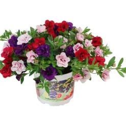 Småpetunia