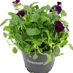 Stemor
