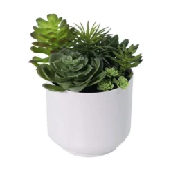 Succulent
