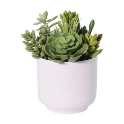 Succulent