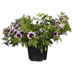 Superpetunia