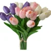 Tulipan