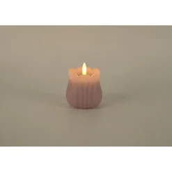 Tulipan