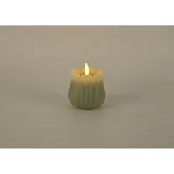 Tulipan