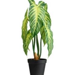 Xanthosoma plante