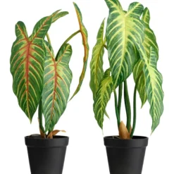 Xanthosoma plante