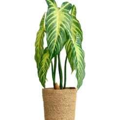 Xanthosoma plante
