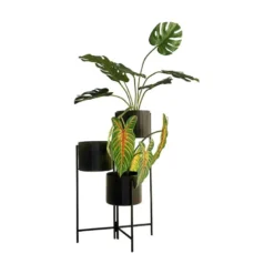 Xanthosoma plante