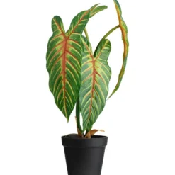 Xanthosoma plante
