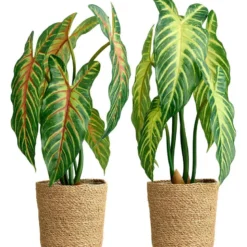 Xanthosoma plante
