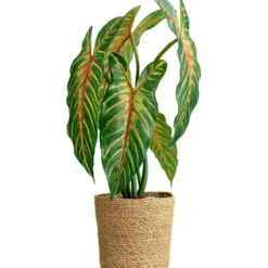 Xanthosoma plante